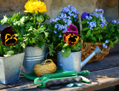 Senior Green Thumbs – The Benefits of Gardening 